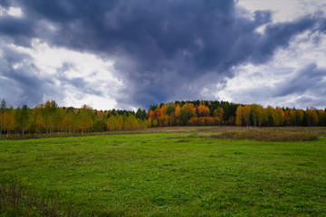 Fototapeta premium Rural landscape mown meadow against the background of the forest on the horizon. Early autumn.