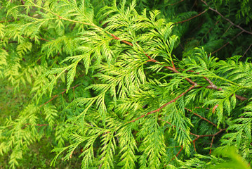 Green leaves texture and natural background concept