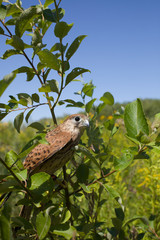 young Kestrel Falcon (Falco tinnunculus) closeup sits on a tree 