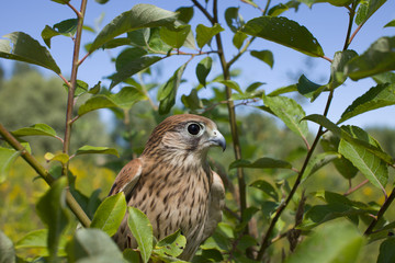 young Kestrel Falcon (Falco tinnunculus) closeup sits on a tree 