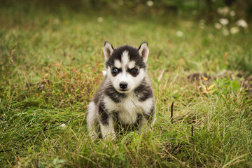 Fototapeta premium small puppies breed Siberian husky.