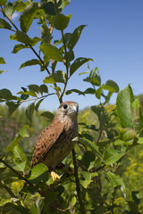 young Kestrel Falcon (Falco tinnunculus) closeup sits on a tree 