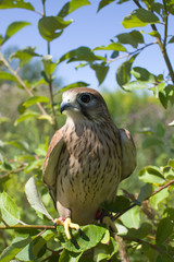 young Kestrel Falcon (Falco tinnunculus) closeup sits on a tree 