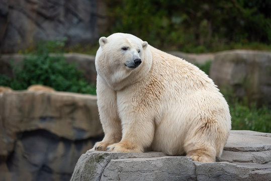 Eisb&auml;r im Zoo Hannover