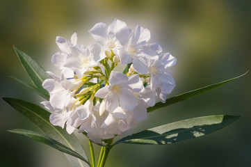 White flowers of oleander tree ( Nerium oleander )