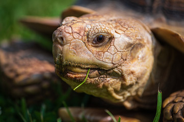 closeup of a turtle