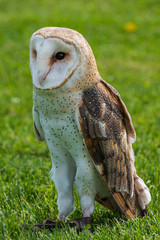 portrait of an barn owl