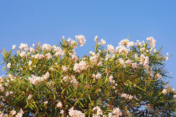 Oleander tree ( Nerium oleander )  with white flowers against  blue sky