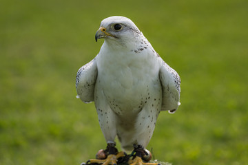 portrait of a Gyrfalcon