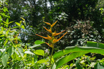 La vegetacion en Minca, Santa Marta
