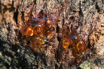 shiny resin on fir bark