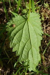 small snail on nettle leaf