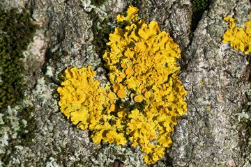 yellow lichen on black bark the form of the heart