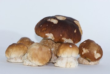 group of isolated porcini mushrooms large and small, steinpilz