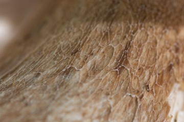 Skin of porcini mushroom, texture, steinpilz
