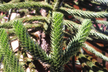 monkey puzzle tree