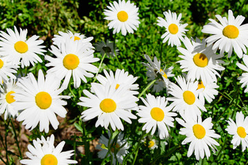 White Daisies