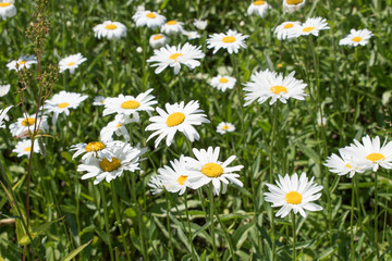 Fototapeta premium White Daisies