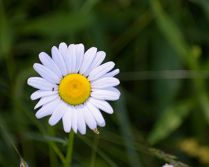 Obraz premium White Daisy