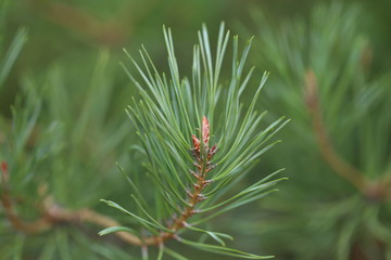 Christmas tree branches. Fir cones on the branches. Selective focus. Macro.