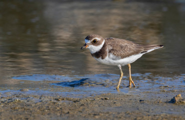 Semipalmated plover (Charadrius semipalmatus) in winter plumage at the ocean beach, Galveston, Texas, USA.