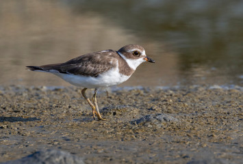 Semipalmated plover (Charadrius semipalmatus) in winter plumage at the ocean beach, Galveston, Texas, USA.