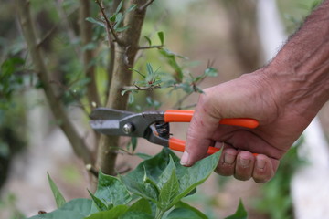 Hand of a man who is gardening