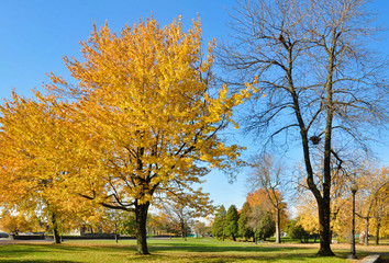 Fototapeta premium Autumn Park View 3