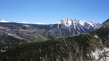Snowy Mountains and Pines
