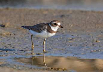 Semipalmated plover (Charadrius semipalmatus) in winter plumage at the ocean beach, Galveston, Texas, USA.