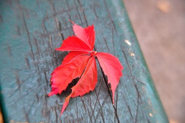 Red leaves 2