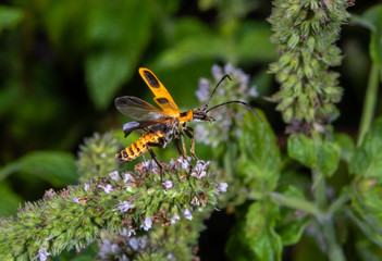 Goldenrod Soldier Beetle (Chauliognathus pennsylvanicus) taking off from a mint flower, Iowa, USA.