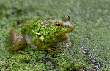 American bullfrog (Lithobates catesbeianus) in a forest swamp covered by duckweed, Iowa, USA.