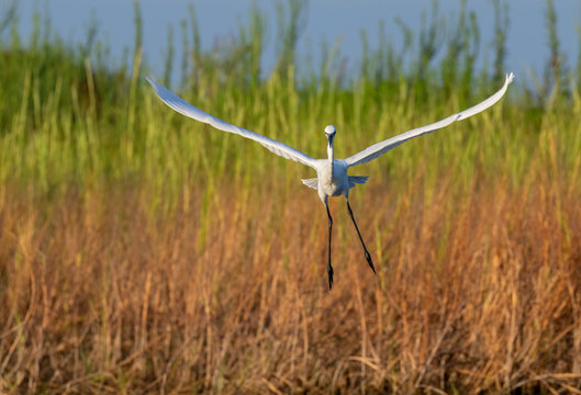Reddish egret (Egretta rufescens), white morph, flying over tidal marsh, Galveston, Texas, USA.