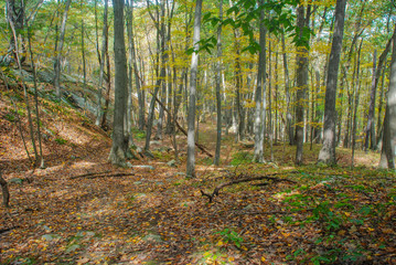 Obraz premium Forest