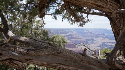 Fototapeta premium Old Juniper Tree in Grand Canyon