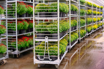 shopping cart in greenhouse  diminishing perspective  © Tammi Mild