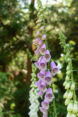 Pink Foxgloves