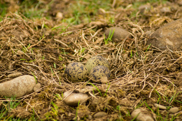 lapwing nest and eggs in wild