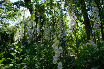 Fototapeta premium White Foxgloves