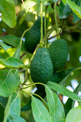 Cultivation of tasty hass avocado trees, organic avocado plantations in Costa Tropical, Andalusia, Spain