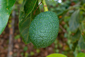 Cultivation of tasty hass avocado trees, organic avocado plantations in Costa Tropical, Andalusia, Spain