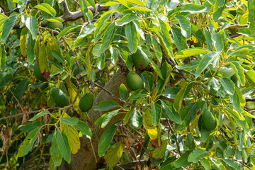 Cultivation of tasty hass avocado trees, organic avocado plantations in Costa Tropical, Andalusia, Spain