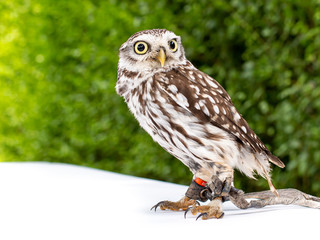 Brown white young Little Owl (Athene noctua) . Looking straight to camera with funny expression and yellow eyes. Isolated on white background..