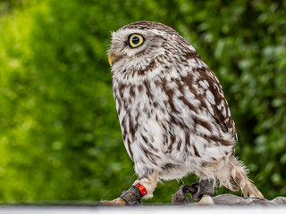 Brown white young Little Owl (Athene noctua) looking to the left.  Green background.