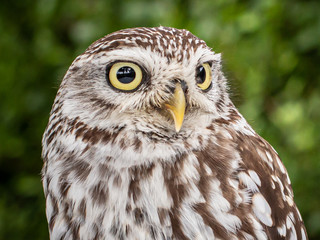 Brown white young Little Owl (Athene noctua) looking with with a funny expression and yellow eyes. Green background..