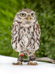 Brown white young Little Owl (Athene noctua) looking with with a funny expression and yellow eyes. Green background..
