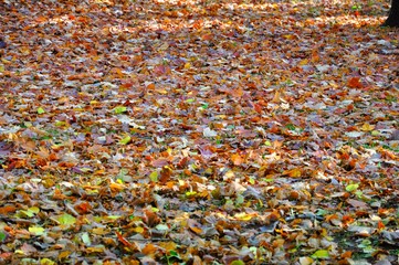 Mat of Autumn Dead Leaves