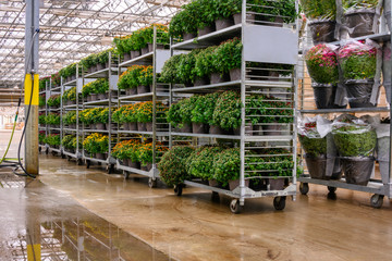 chrysanthemum potted plants on metal racks ready for Market 