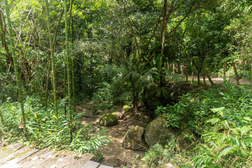 La vegetacion en Minca, Santa Marta